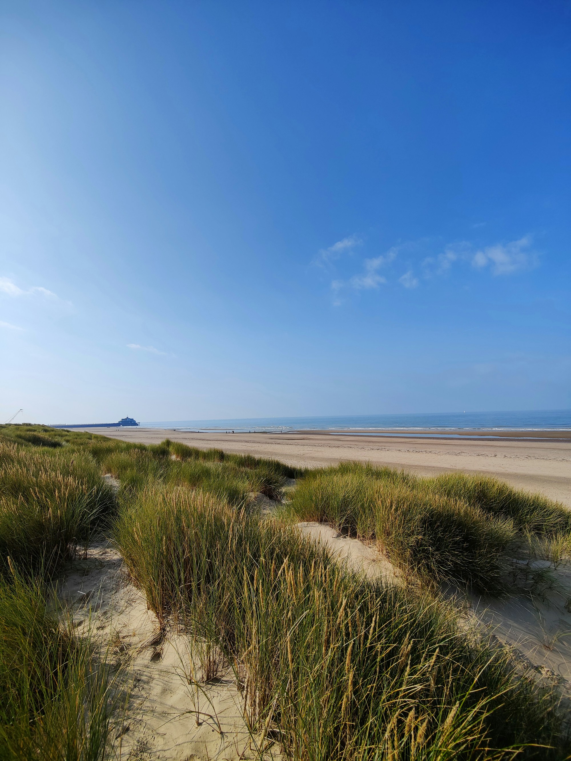 Dünen mit Strandhafer und Blick auf die Nordsee an der belgischen Küste